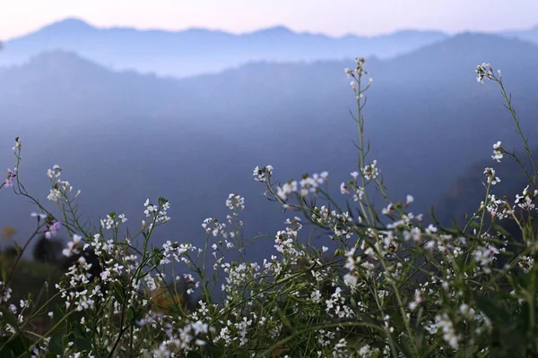 Moutarde Avec Une Fleur Blanche Dans Région Montagne — Photo