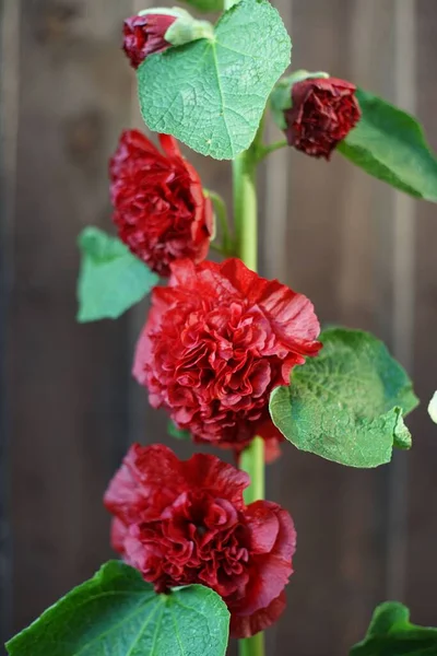 Вид Красный Цветок Alcea Rosea Scarlett Деревянном Фоне — стоковое фото