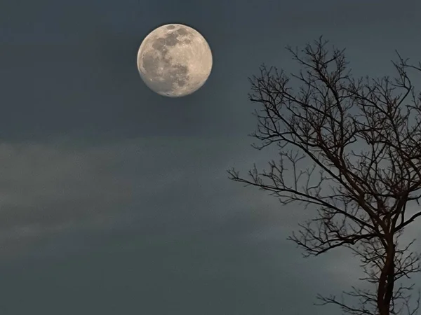 Прекрасный Снимок Таинственного Полнолуния Мертвого Дерева — стоковое фото