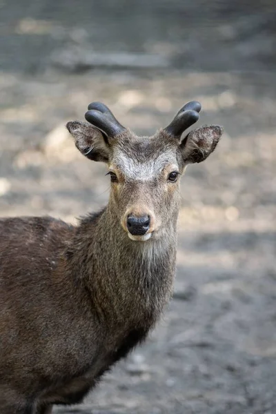 Vertical Closeup Adorable Yezo Sika Deer Blur Background — Stock Photo, Image
