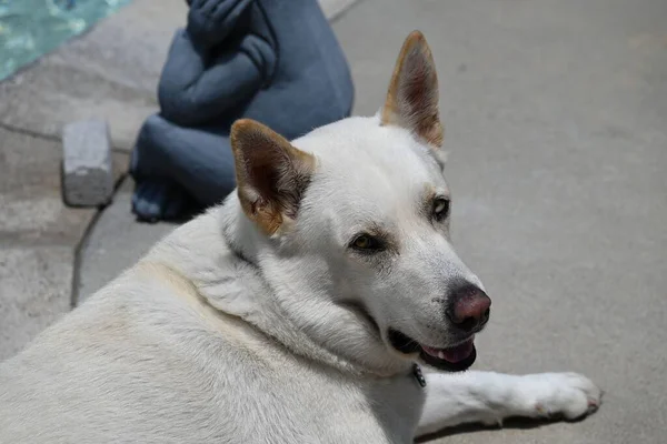 Een Close Van Een Witte Duitse Herder Ligt — Stockfoto