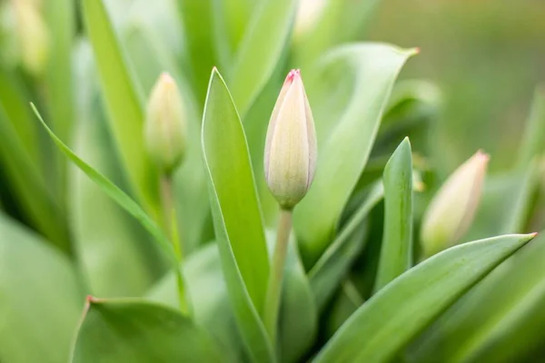 Close Botões Tulipa Folhas Verdes — Fotografia de Stock