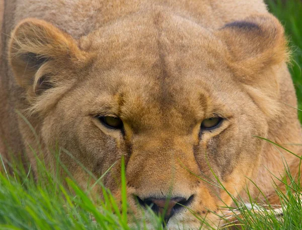 一只母狮在草地后面准备打猎的特写镜头 — 图库照片