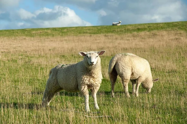 Las Ovejas Texel Pastando Exuberante Campo Verde Aldea Westerhever Alemania —  Fotos de Stock