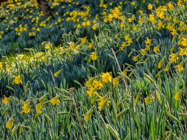 Pequeños Narcisos Amarillos Primavera Inglaterra — Foto de Stock