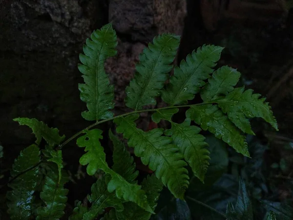 Gros Plan Fougère Humide Verte Luxuriante Dans Forêt — Photo