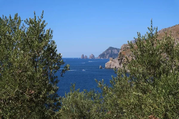 Panoramic View Sea Olive Grove Bottom You Can See Stacks — Stockfoto