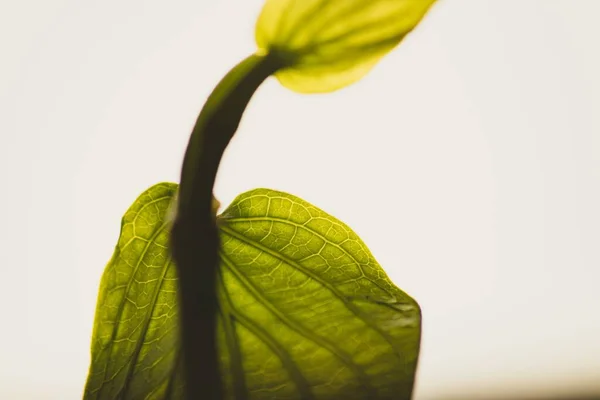 Macro Focus Shot Green Plant Leaf Isolated Blurred White Background — Stock Photo, Image