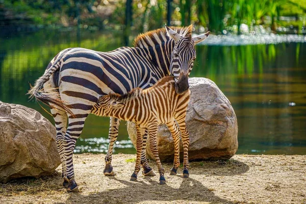 Gölün Kenarında Bir Tay Ile Güzel Bir Zebra Görüntüsü — Stok fotoğraf