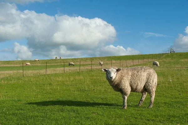 Almanya Nın Westerhever Köyündeki Tarlada Otlarken Kameraya Bakan Texel Koyunlarının — Stok fotoğraf