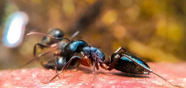 Zbliżenie Czarnej Mrówki — Zdjęcie stockowe