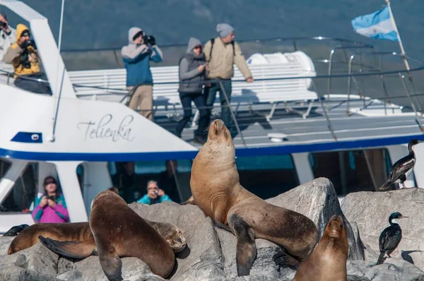 Touristen Fotografieren Robben Auf Dem Stein Beagle Kanal Ushuaia — Stockfoto