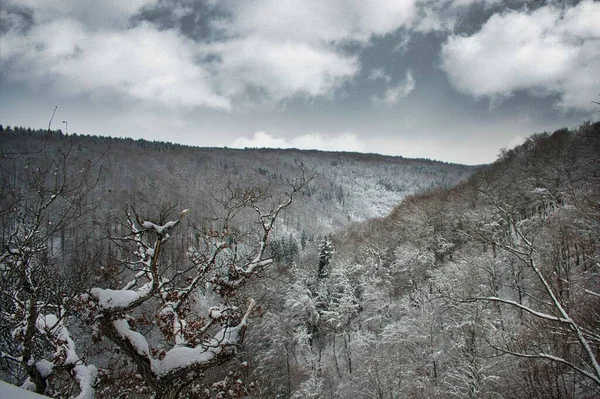 Ağaçlarda Kar Var Güzel Bir Manzara — Stok fotoğraf
