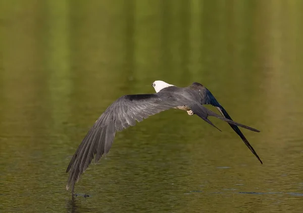 Vacker Bild Swallow Tailed Drake Flyger Över Vattenytan — Stockfoto