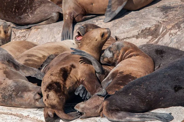 Brązowe Foki Kamieniu Beagle Channel Ushuaia — Zdjęcie stockowe