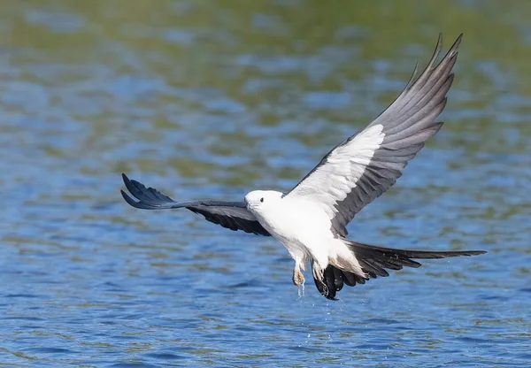 Beautiful Shot Swallow Tailed Kite Flying Water Surface — Stock Photo, Image