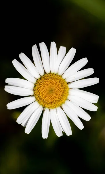 Une Vue Dessus Une Marguerite Commune Poussant Sur Fond Vert — Photo