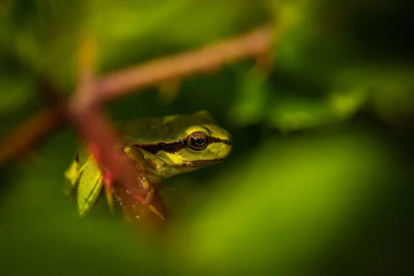 Ett Närbild Porträtt Trädgroda Gren Suddig Bakgrund — Stockfoto