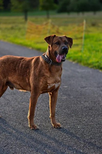 A brown dog is standing and throwing shadow on the floor