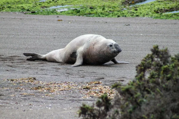 Bel Colpo Foca Elefante — Foto Stock