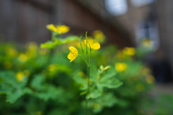 Una Planta Flor Amarilla Jardín —  Fotos de Stock