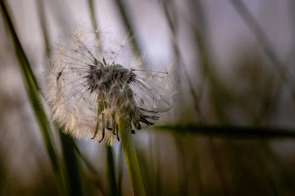 ぼやけた畑の真ん中に咲く色とりどりの花のマクロは — ストック写真