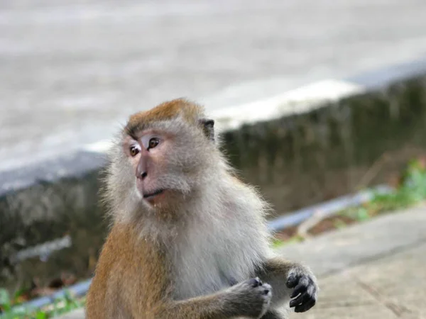 Een Closeup Shot Van Een Vrouwtje Macaque Macaca Aap Kijkend — Stockfoto