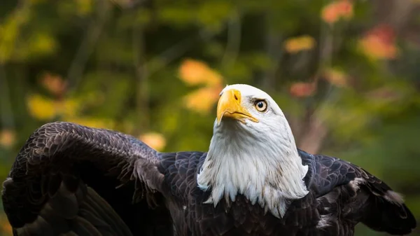 Closeup Eagle Looking Green Nature Background — Stock Photo, Image