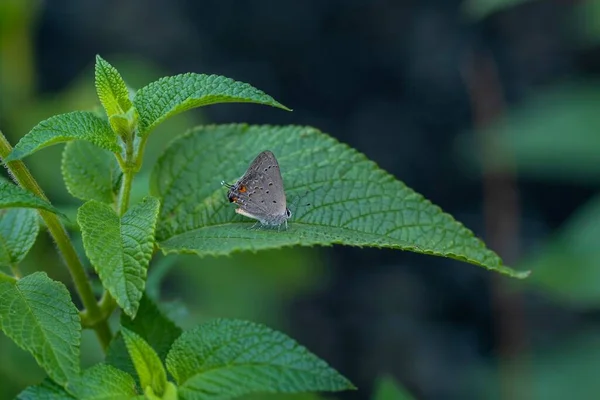 Closeup Eastern Tailed Blue Butterfly Perched Green Peppermint Leaf — Stock Photo, Image