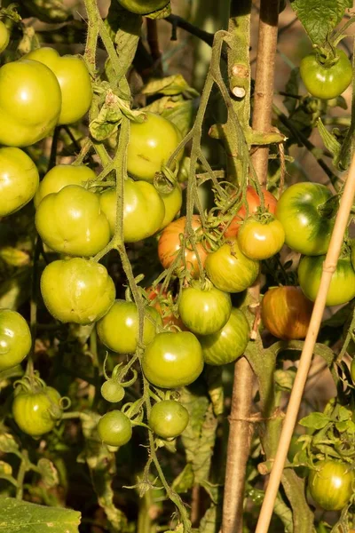 有機野菜の庭で栽培されているトマトの植物を熟成させる閉鎖 — ストック写真
