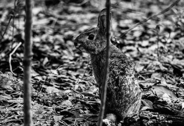 Lapin Assis Recherche Nourriture Dans Forêt — Photo