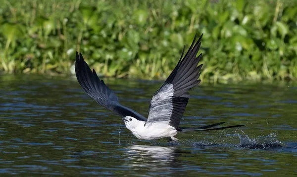 Magnifique Coup Cerf Volant Queue Hirondelle Volant Dessus Surface Eau — Photo