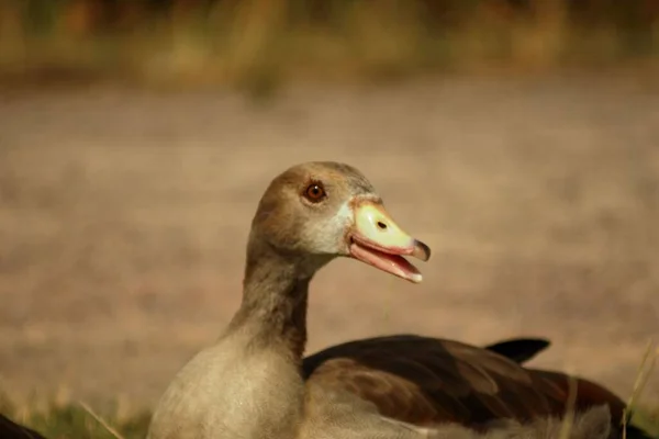 Kameraya Poz Veren Dost Canlısı Bir Ördek — Stok fotoğraf