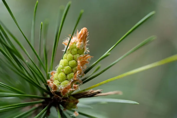 Tiro Foco Seletivo Pinheiro Escocês Pinus Sylvestris — Fotografia de Stock