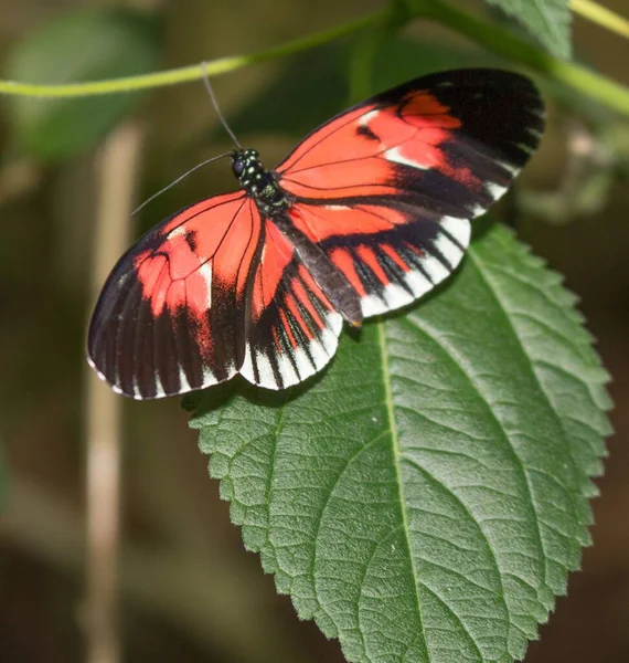 葉の上で蝶のクローズアップショット — ストック写真