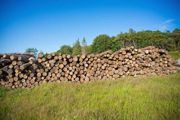 Pilhas Toras Longo Estrada Floresta — Fotografia de Stock