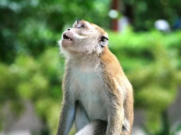 Tembakan Jarak Dekat Dari Monyet Macaque Betina Macaca Melihat Atas — Stok Foto