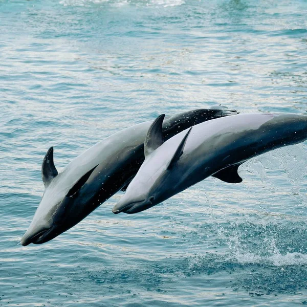 Closeup Two Dolphins Tandem Flip — Stock Photo, Image