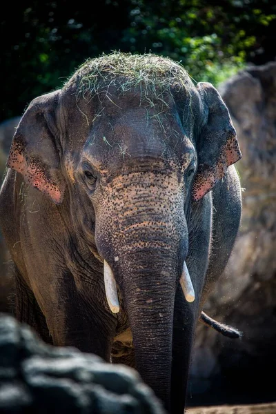 Gros Plan Vertical Adorable Éléphant Indien Marchant Avec Herbe Sur — Photo