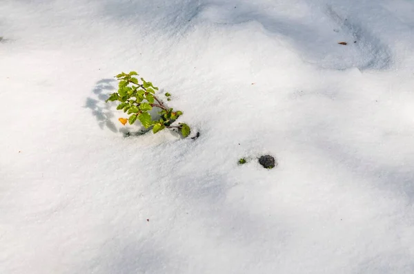 Top View Green Plant Growing Ground Covered Snow Martial Glazier — Stock Photo, Image