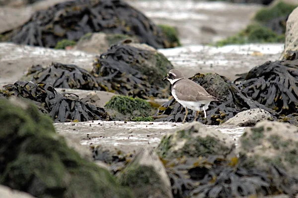 Een Vogel Een Rots Strand — Stockfoto