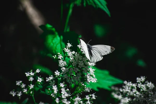Крупный План Белой Бабочки Сидящей Цветущих Белых Цветах — стоковое фото