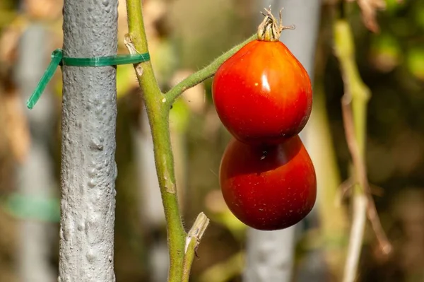 Zbliżenie Ujęcia Dwóch Pomidorów Plantacji — Zdjęcie stockowe
