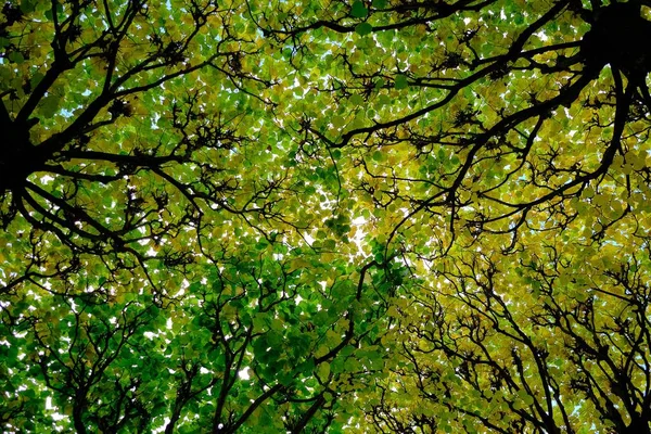 Низькокутний Знімок Щільних Гілок Листяних Дерев Покривають Небо Створюючи Зелений — стокове фото