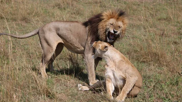 Schöne Aufnahme Eines Löwen Und Einer Löwin — Stockfoto