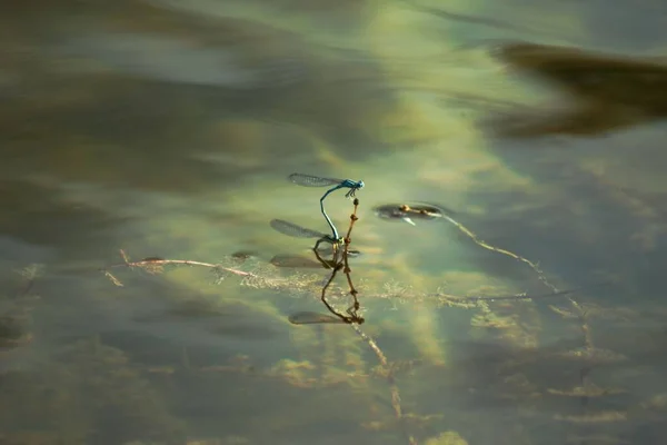 Dragonfly Odonata Vid Reproduktion Insekter Vattnet — Stockfoto