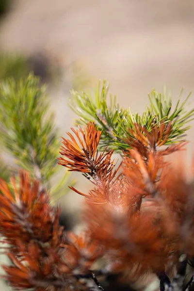 Yeşil Kırmızı Iğneli Çam Ağacı Dallarının Dikey Görüntüsü — Stok fotoğraf