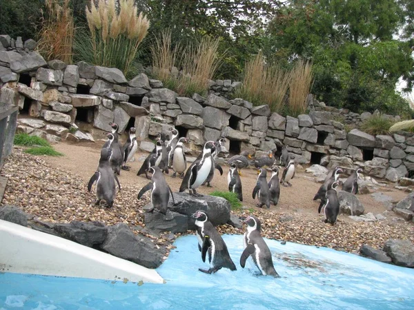 Humboldt Penguin Colony Spheniscus Humboldti Water — Stock Photo, Image