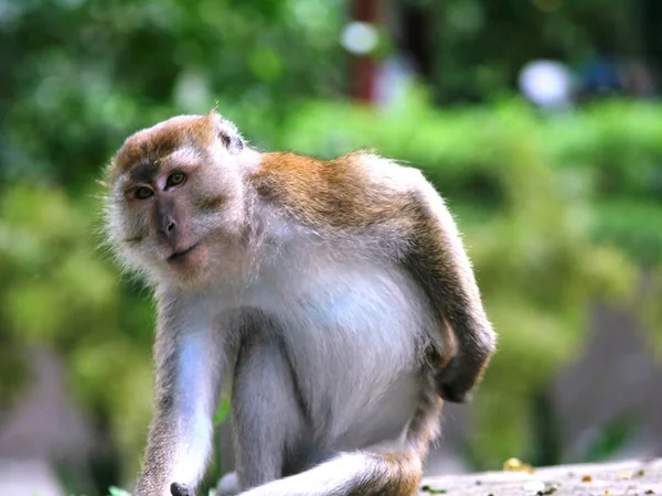 Closeup Shot Macaque Macaca Scratching Its Back — Stock Photo, Image