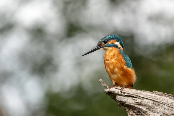 Egy Közeli Kép Egy Kingfisher Ről Egy Ágon Aki Halakat — Stock Fotó